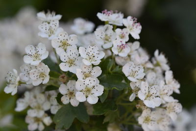 Close-up of white flowers