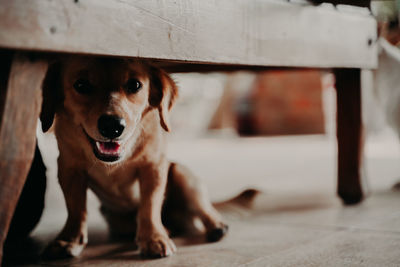Portrait of dog on floor at home