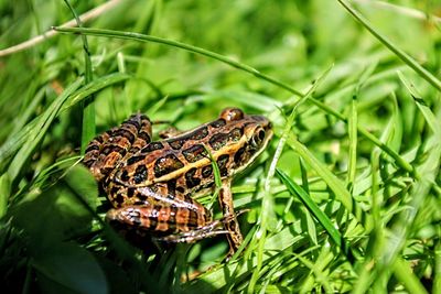 Close-up of frog on plant