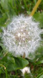 Close-up of dandelion flower