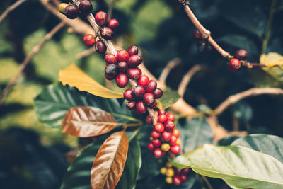 Close-up of red berries growing on coffee plant