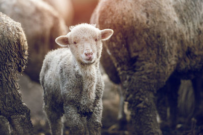 Sheep in a field