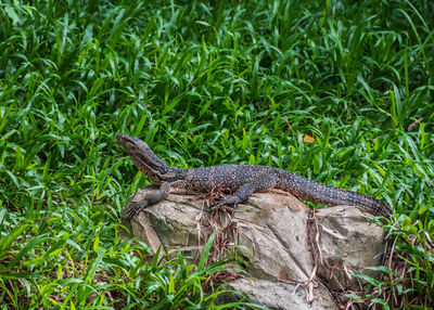 Lizard on a field