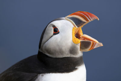 Close-up of penguin