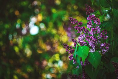 Close-up of purple flowers