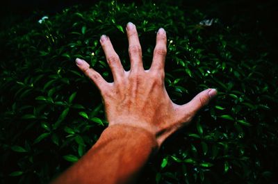 Close-up of hand touching plant