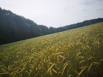 Scenic view of field against sky