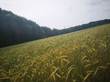 Scenic view of field against sky