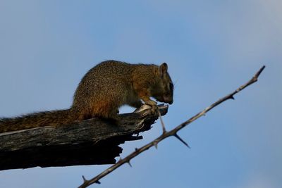 Low angle view of squirrel on tree