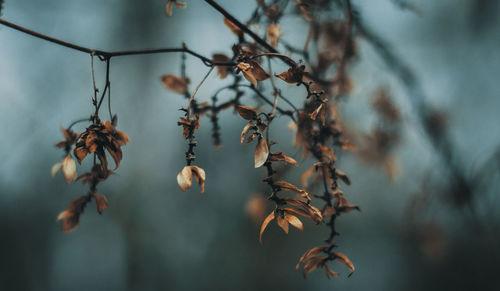 Close-up of flowers on branch