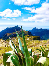 Plants growing on landscape against sky