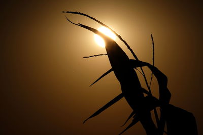 Close-up of silhouette bird flying against sky during sunset