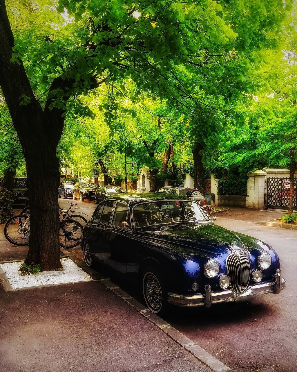 TREES IN PARK