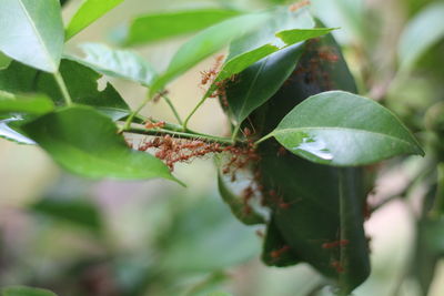 Close-up of insect on leaves