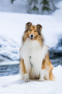 Portrait of dog sitting on snow covered land