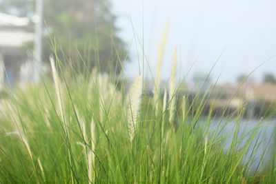 Close-up of crops growing on field against sky