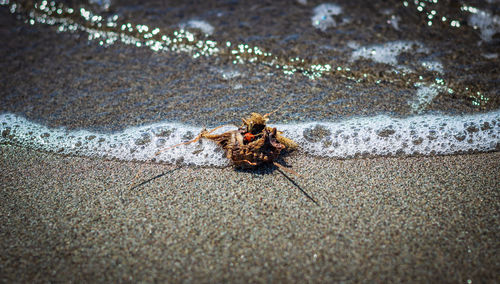 Close-up of spider on beach