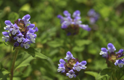 Close-up of purple flowering plants