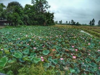 Scenic view of flowering plants on field against sky