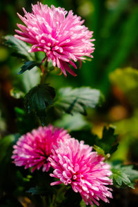 Close-up of bee on pink flower