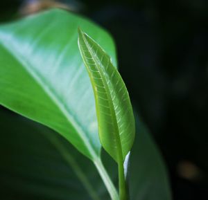 Close-up of fresh green leaves