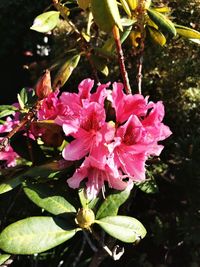 Close-up of pink flowering plant