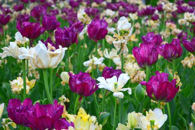 Close-up of pink flowers growing on field