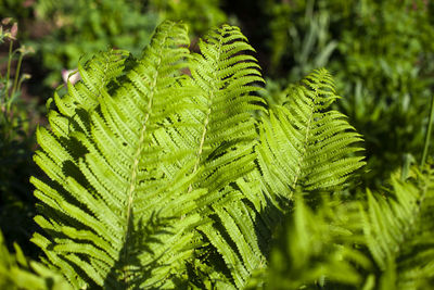 Fern in the forest. the texture of the ferns in nature. natural background.