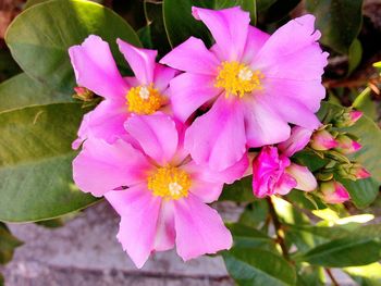 Close-up of pink flowers blooming outdoors