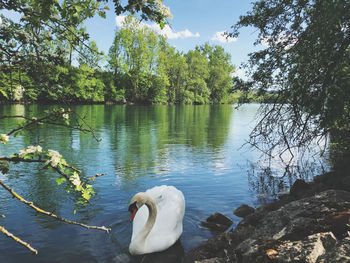 Swan floating on lake