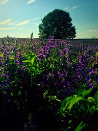 Purple flowers blooming in field