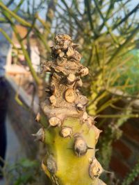Close-up of pine cone on tree