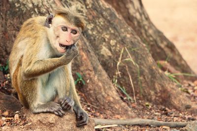 Portrait of monkey on tree trunk
