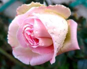 Close-up of wet pink rose