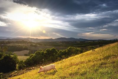 Pig walking on grassy field against sky