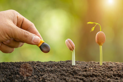 Close-up of hand holding plant