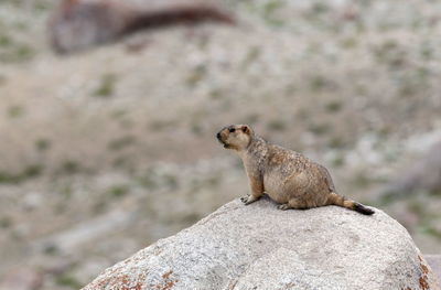 View of lizard on rock