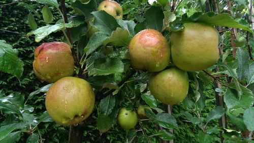 Close-up of fruit growing on tree