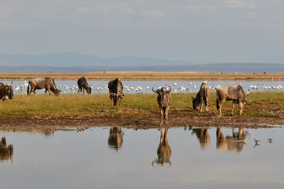 Herd of wildebeest near the water
