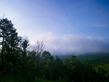 Low angle view of trees in forest against sky