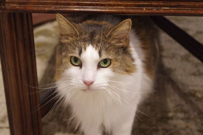 Close-up portrait of cat