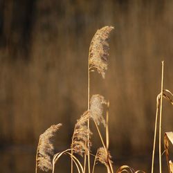 Close-up of plants against blurred background
