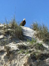 Bird perching on grass against clear sky