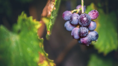 Close-up of plant against blurred background