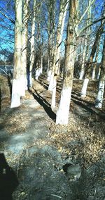 Trees in forest