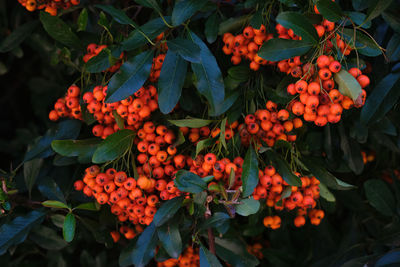 Close-up of red flowering plant