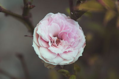 Close-up of pink rose