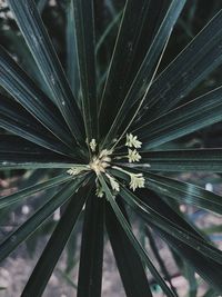 Full frame shot of palm leaf