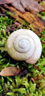 Close-up of snail on field