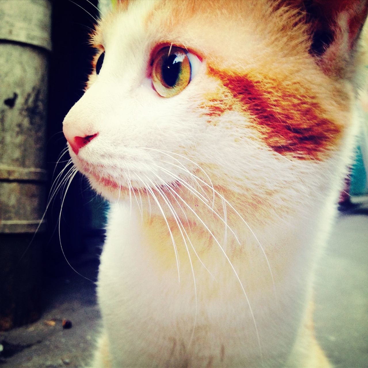 animal themes, one animal, domestic animals, pets, mammal, close-up, domestic cat, animal head, whisker, cat, animal body part, feline, focus on foreground, animal eye, looking away, animal, animal hair, part of, portrait, zoology